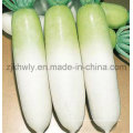 White Radish